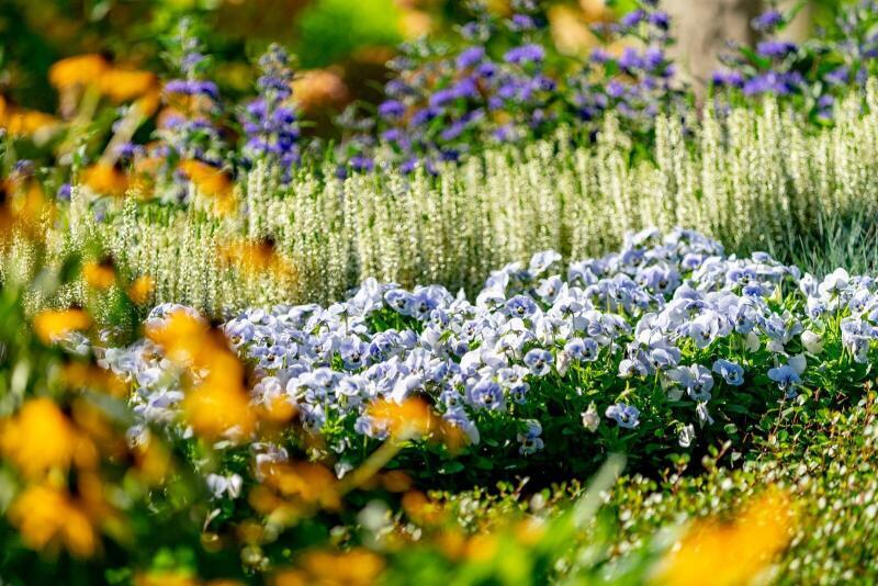 Leuchtender Grabschmuck: Diese Pflanzen eignen sich im Herbst besonders